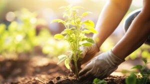 Gartner-planter-i-jord